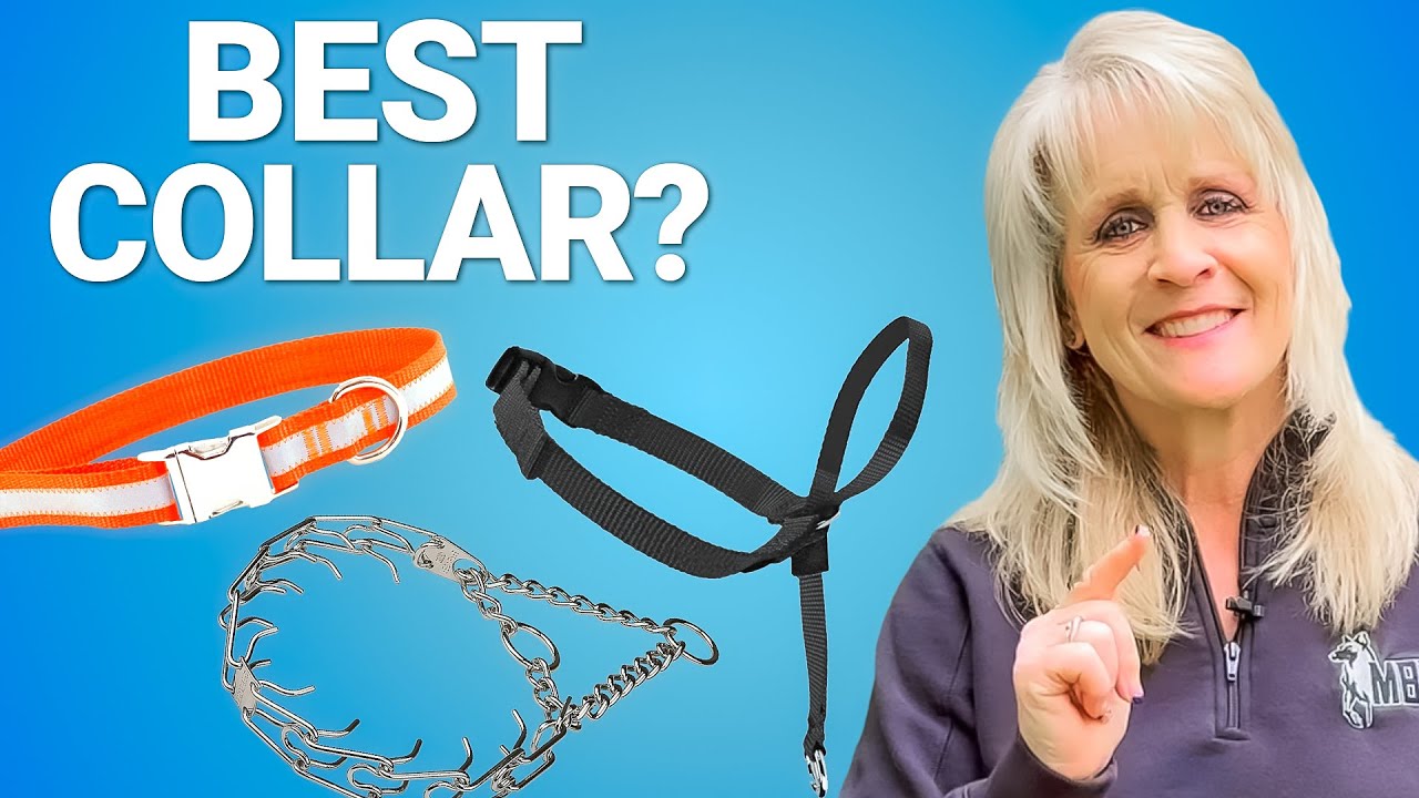 Which Collar is BEST for Your Dog? Flat Collar, Halti Lead, Prong Collar