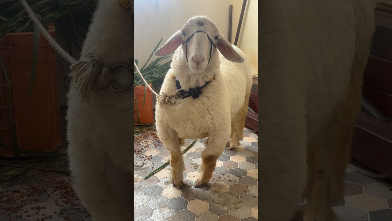 Bannur sheep 🐑 | #bannursheep #bannur #sheep #cute #animals #farmhouse #farm #ytshorts #shorts