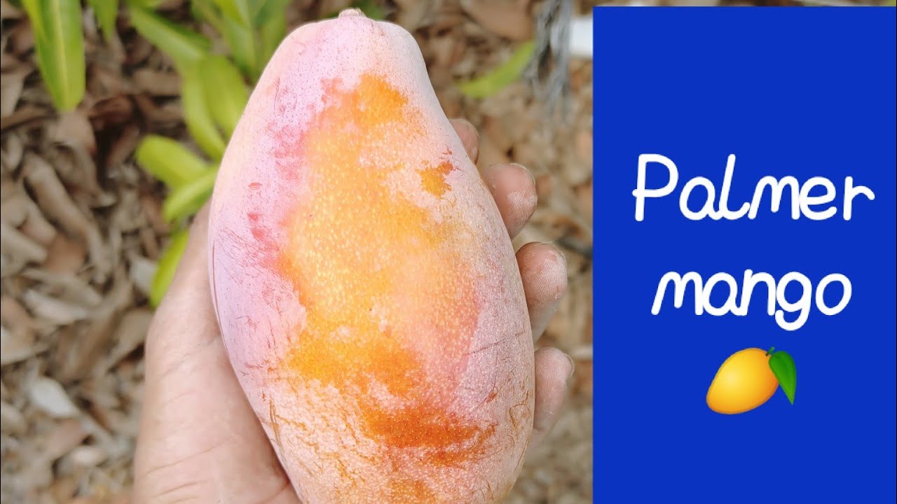 صنف مانجو البالمر 🥭 | مميزات و عيوب الصنف 🥭 مانجو العرب 🥭