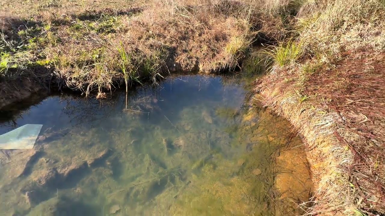 Ditch-Water Fish