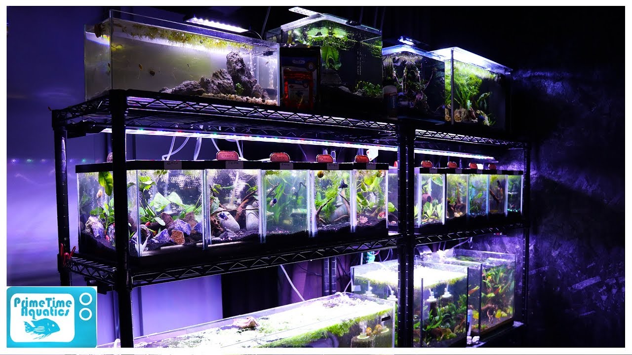 Nano Fish Tank Wall Tour: Spring 2020