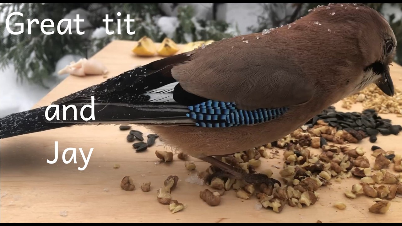 First Birds at the Feeder