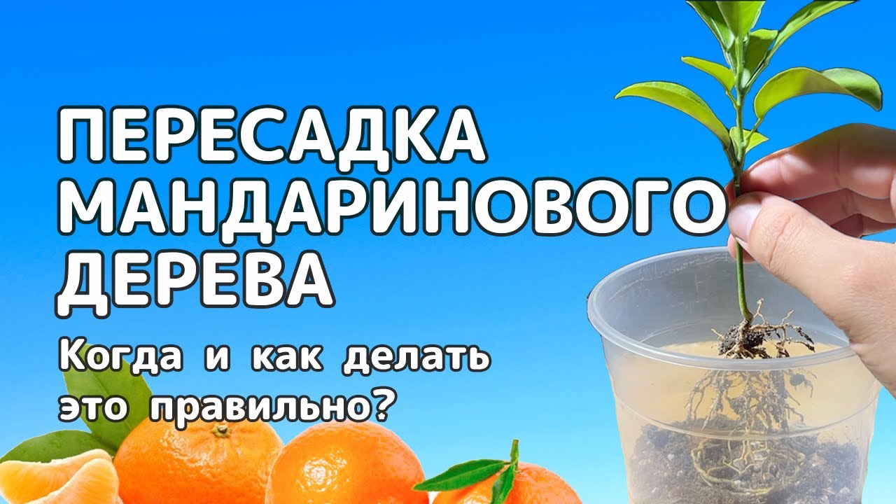 ПЕРЕСАДКА молодого МАНДАРИНОВОГО ДЕРЕВА, выращенного из СЕМЕЧКА | Как и когда делать это правильно?