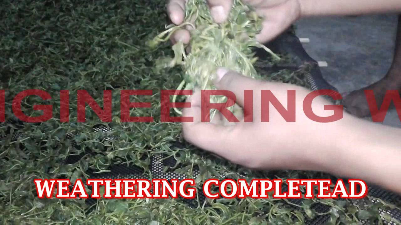 Green Tea Processing | Green Tea Processing Machinery
