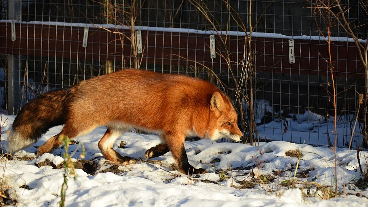 Alf the Fox and Foxie get the zoomies outside