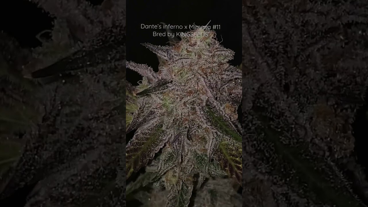 Dante&rsquo;s inferno x Mimosa #11 Bred by KINGSEEDS