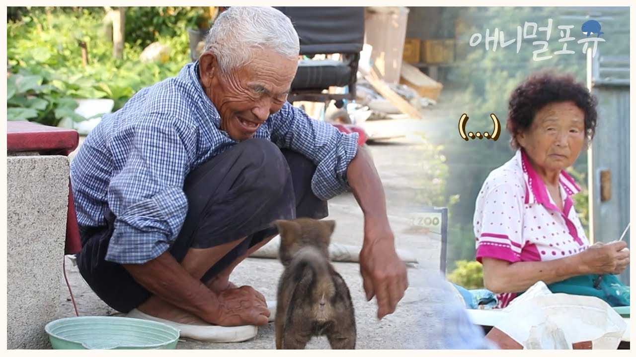 강아지가 너~~무 좋은 할아버지와 못마땅한 할머니ㅋㅋㅋ🐶 | KBS 남도 지오그래피 150720 방송