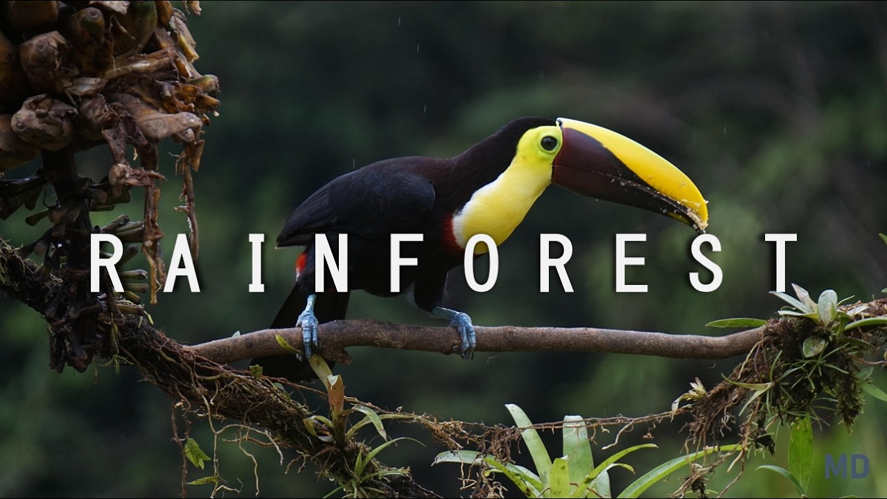 Black Screen Rainforest Sounds for Relaxation – 8 Minutes | Short Ambient