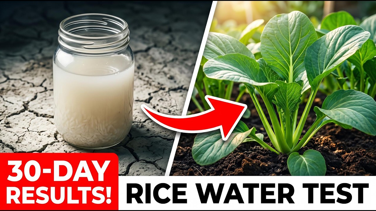 I Tested Rice Water on My Plants for 30 Days and THIS Happened!