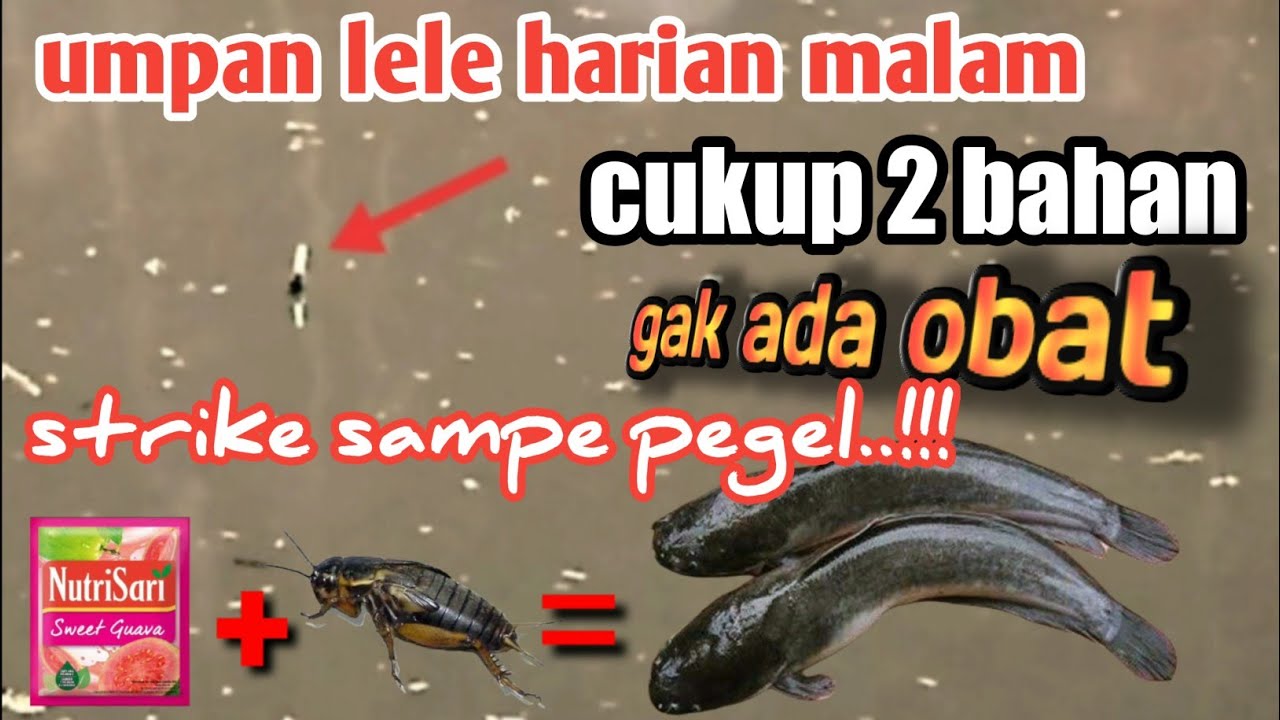TEST umpan jangkrik BEGAL bikin lawan jatuh mental ‼️ umpan lele paling jitu dan ampuh harian