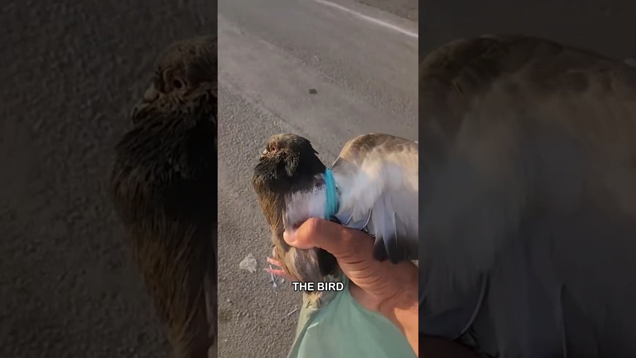 Double Pigeon Rescue 🕊️✨🐱 #shorts