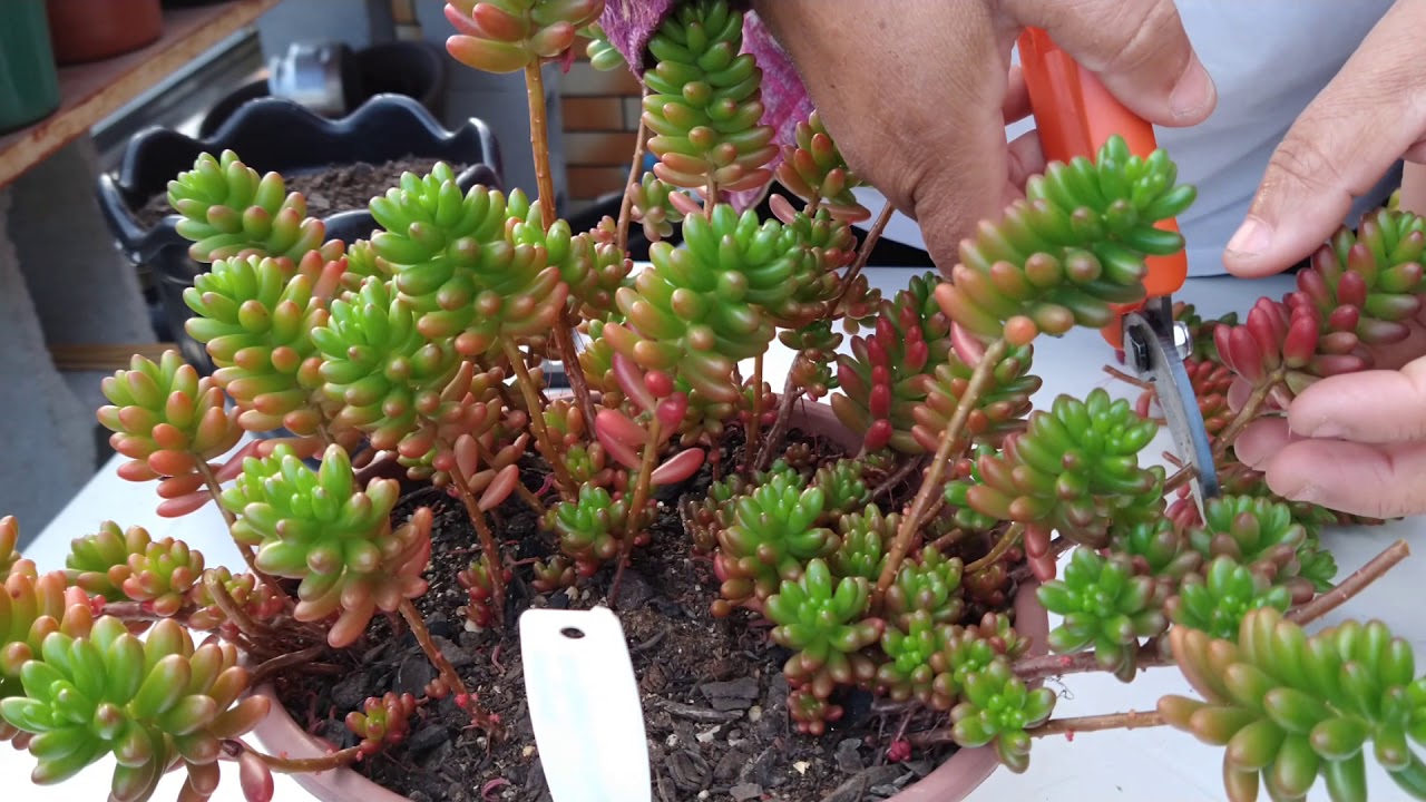 🌵 Replantio Echeveria Sedum! • LeliscomAmor