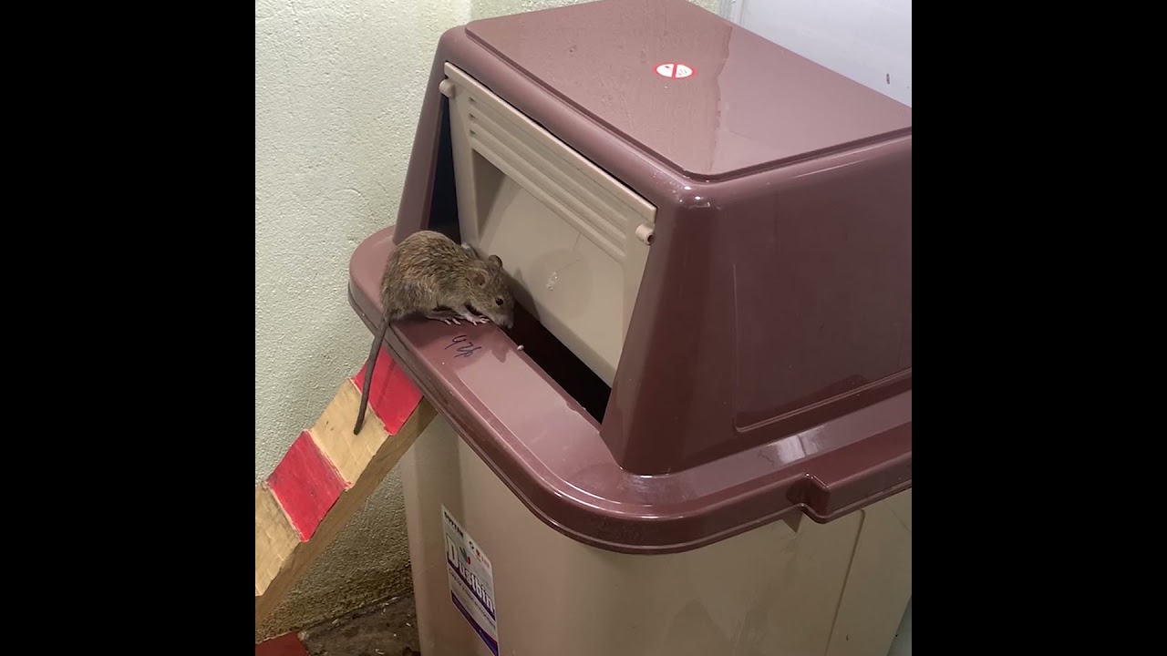 best mousetrap // how to use a mousetrap trash can