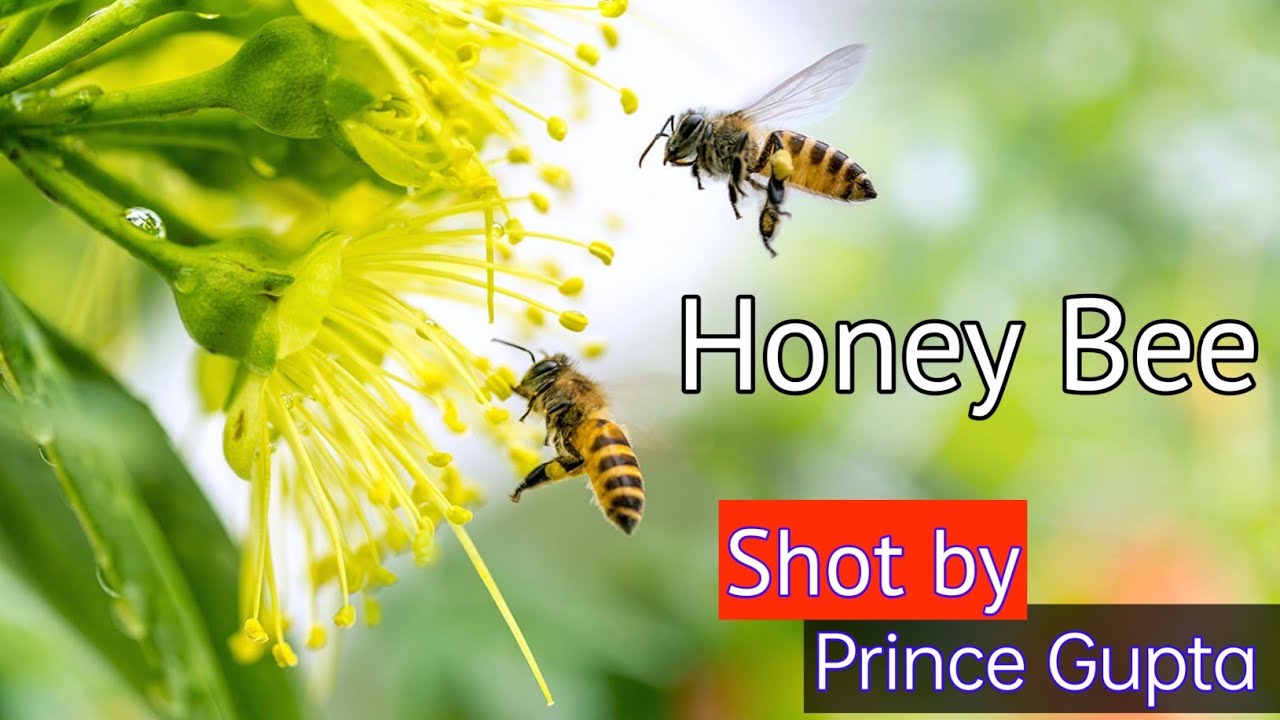 Shot by Prince Gupta - Honey Bee 🐝