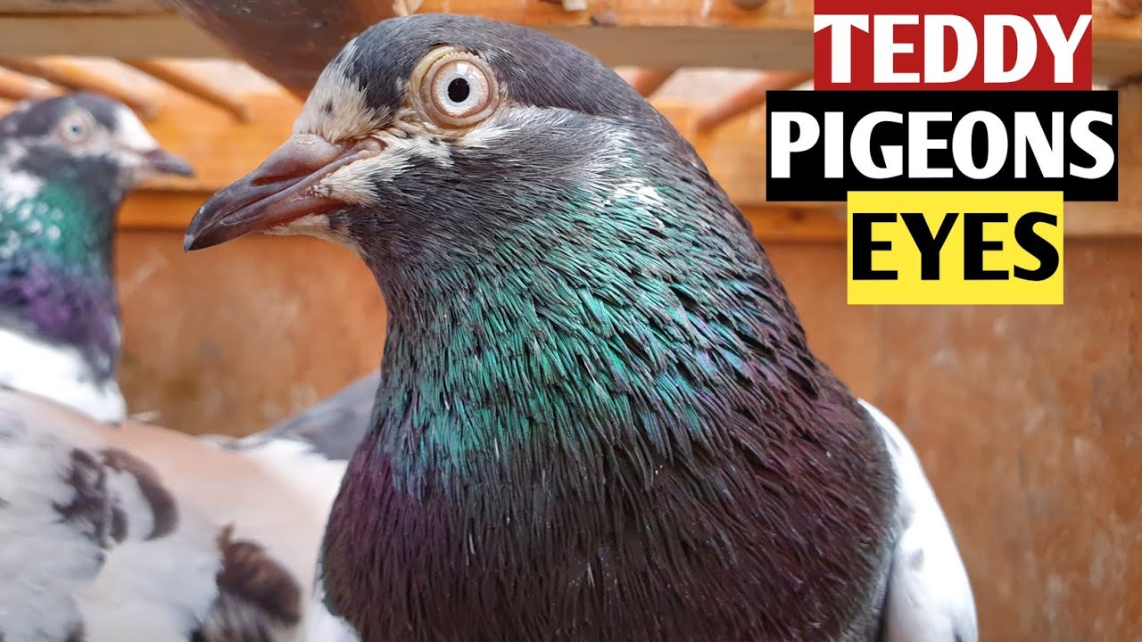 Teddy Pigeon Eyes | Ch Sakhi Muhammad Bhatti Pigeon Eyes Closeup | Pure Teddy Kabootar