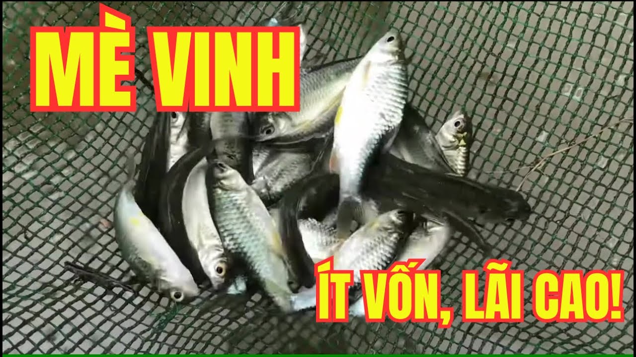 Nuôi Cá Mè Vinh Kiểu Mới | Ít Vốn, Lãi Vượt Mong Đợi!