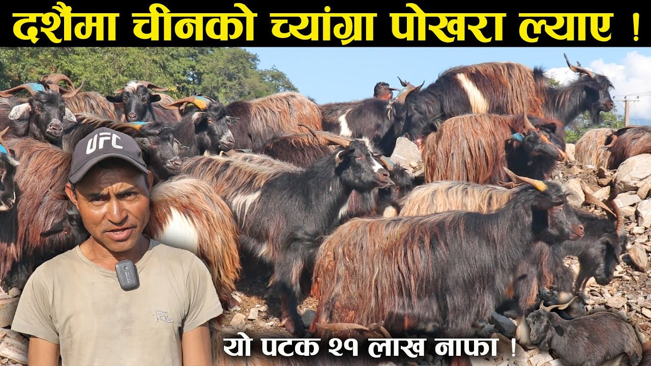 चीनबाट च्यांग्रा ल्याएर पोखरामा बेच्ने ब्यापारी,यो पटक २१ लाख नाफा हुने !