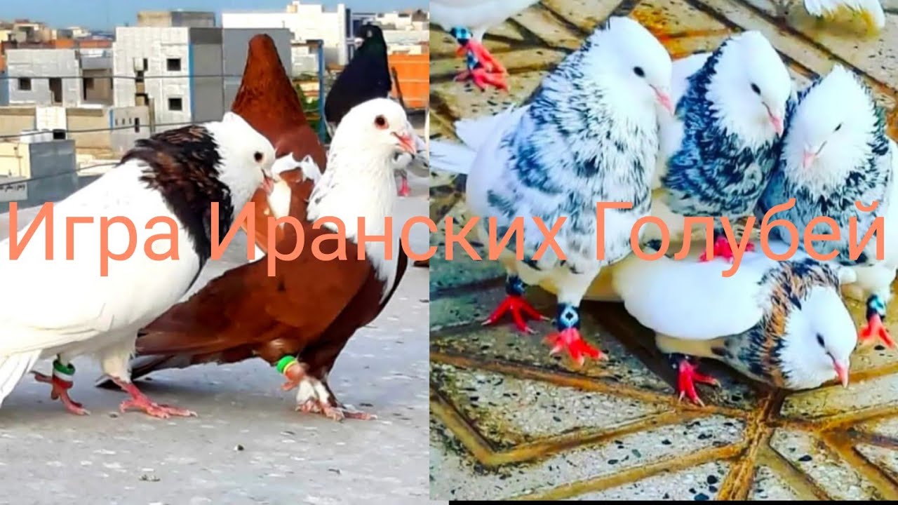 Иранские бойные игровые Голуби  #Togki  #tauben #pigeons