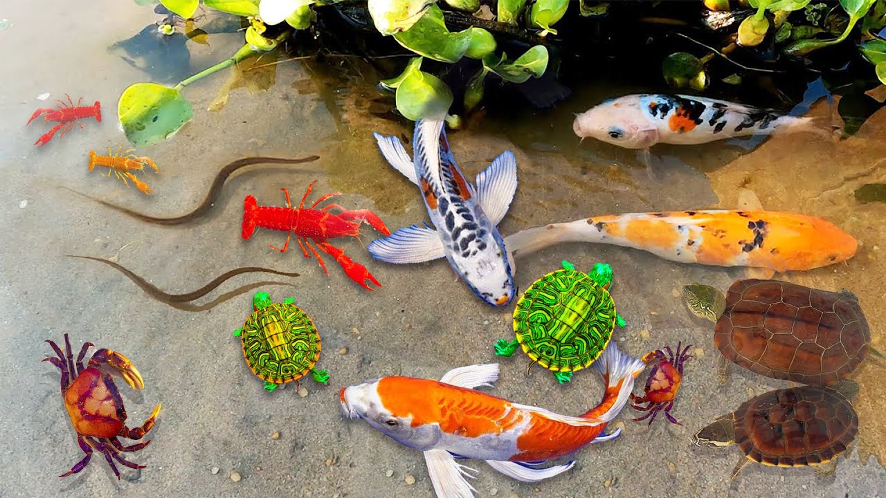 Catch Turtles Nesting On Slide, Koi Fish, Flowerhorn Fish, Ranchu Fish, Catfish, Cherry Fish, Eel