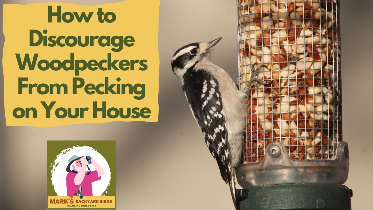 Discouraging Woodpeckers From Pecking on Your House