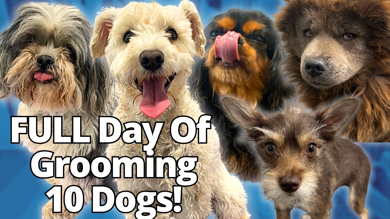 Will I SURVIVE groom 10 DOGS?!?