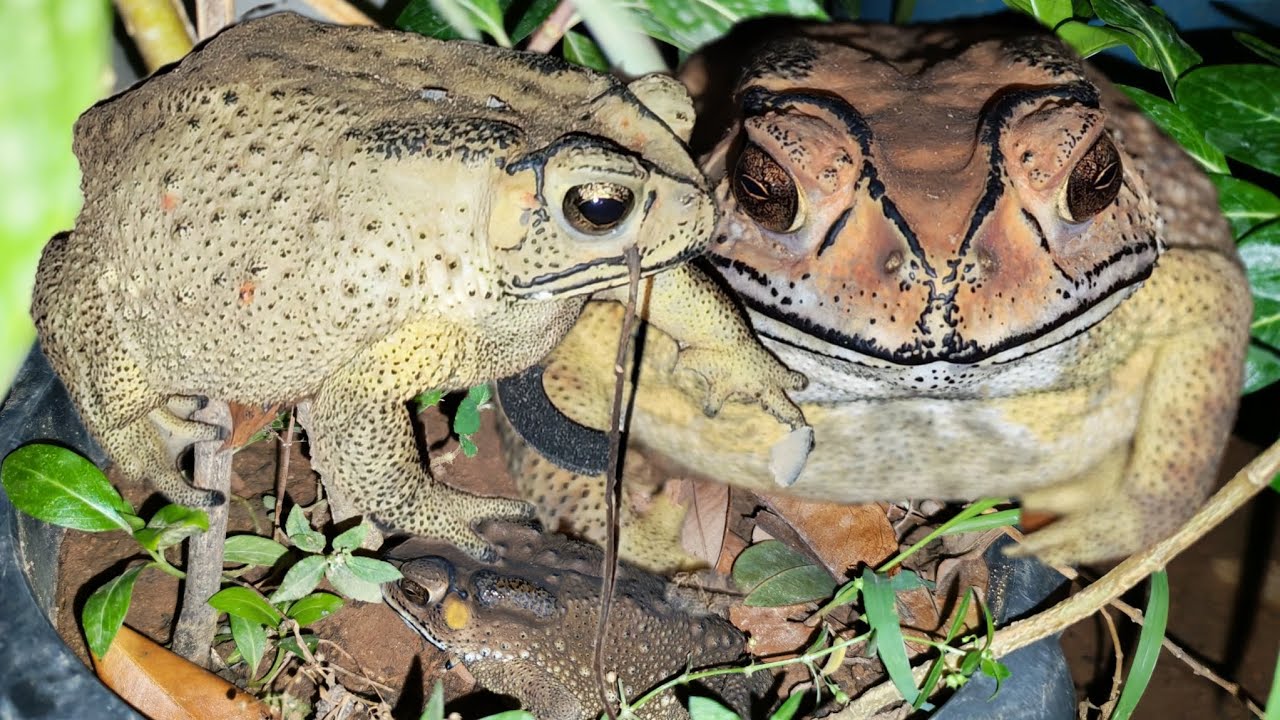 Video a frogs at night, so beautiful. 