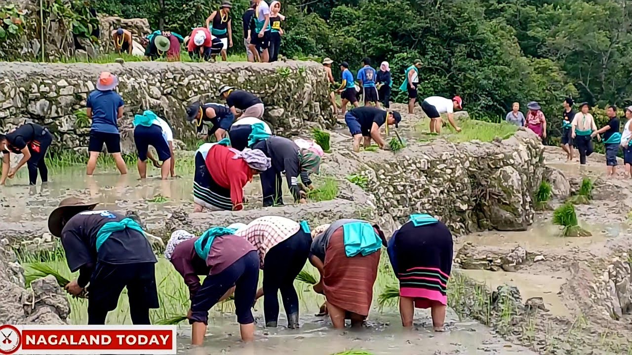 Mezoma’s Living Heritage: Wet Paddy Cultivation in Nagaland’s Hills.