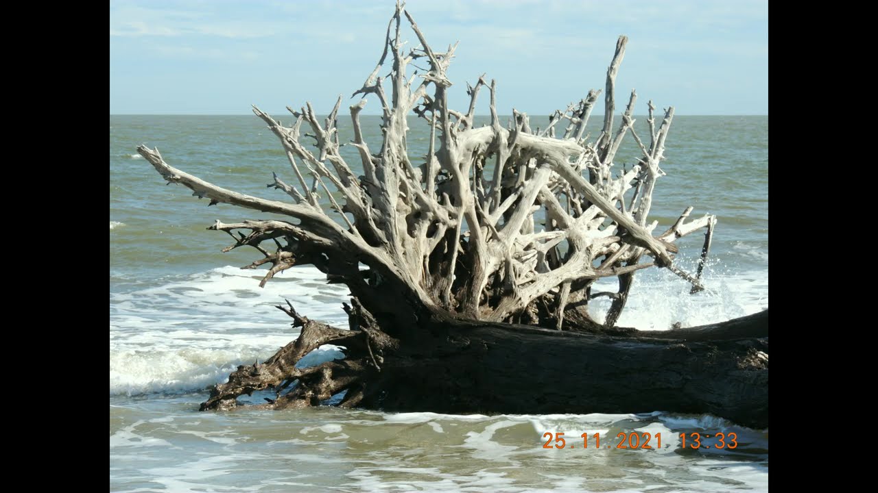 Driftwood Beach