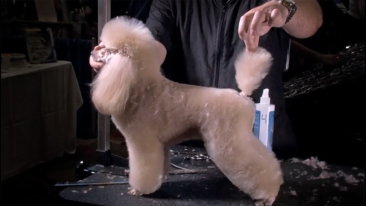 Perfect Toy Poodle by Jonathan David
