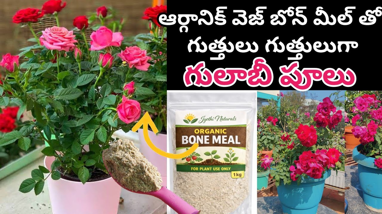 Organic veg bone meal || Bunches Of Roses 🌹🌹|| Home made Fertilizer 