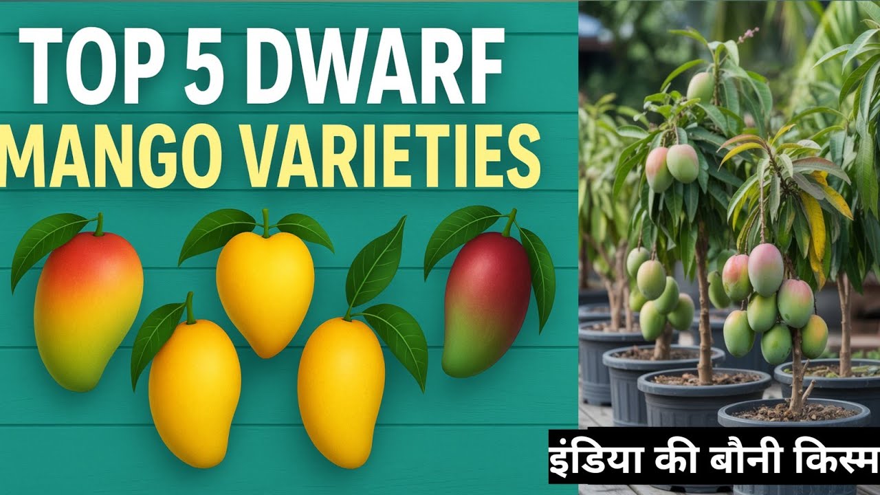 🌱 इंडिया की 5 बौनी किस्म हाइब्रिड आम 🍋 जो गमले में लगेंगी आम Top 5 dwarf mango Verity