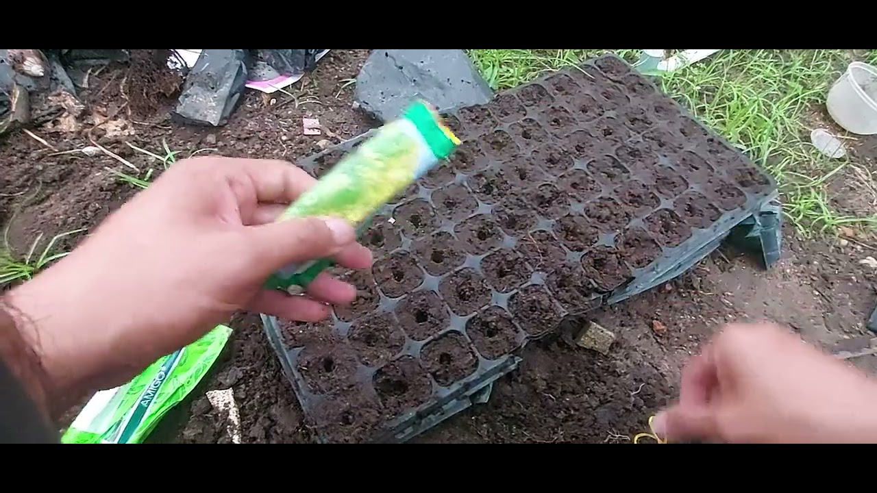 cara semai tebar benih selada #pertanian #organic 