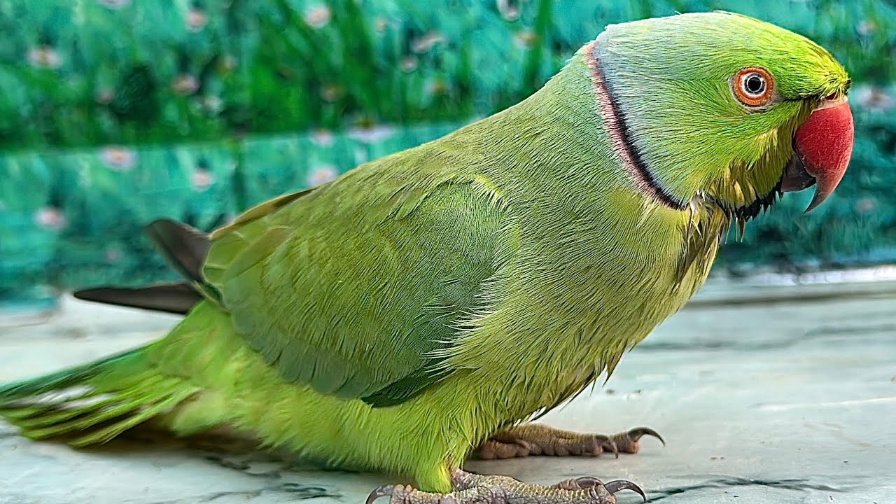 Green Parrot Talking Mithu Mithu 