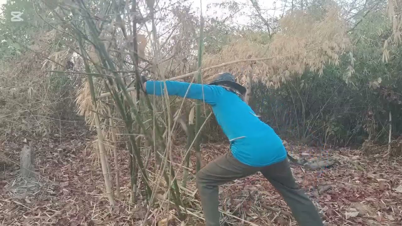 Pobzeb lub neej sawv ntxov luaj teb qub zog puam las