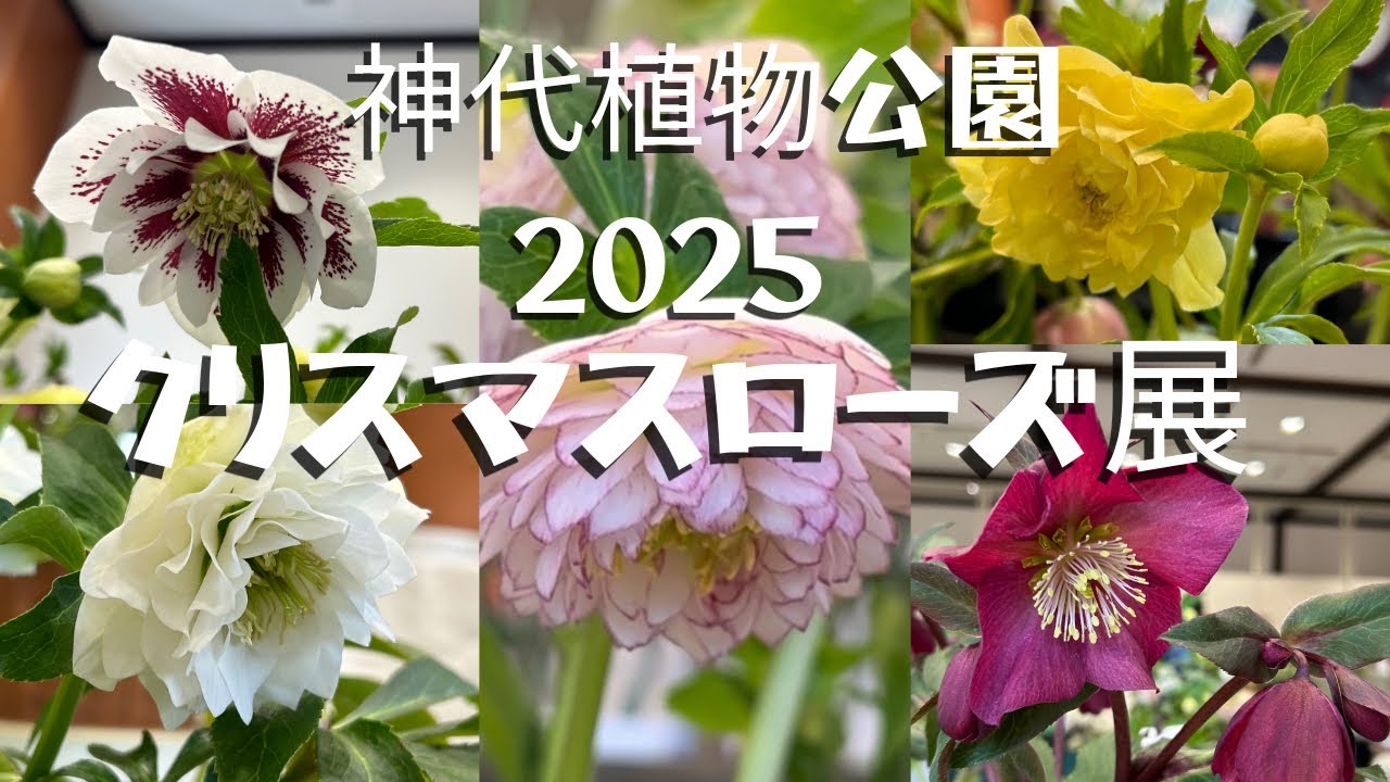【クリスマスローズ展】2025神代植物公園🌱横山園芸、野田園芸、花郷園さんの販売コーナーもあり