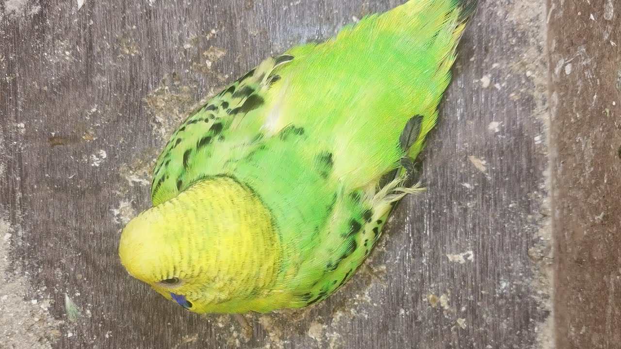 World of Budgie Son Baby 👶 💙 ❤️ 😍 💕 ♥️ 👶 💙
