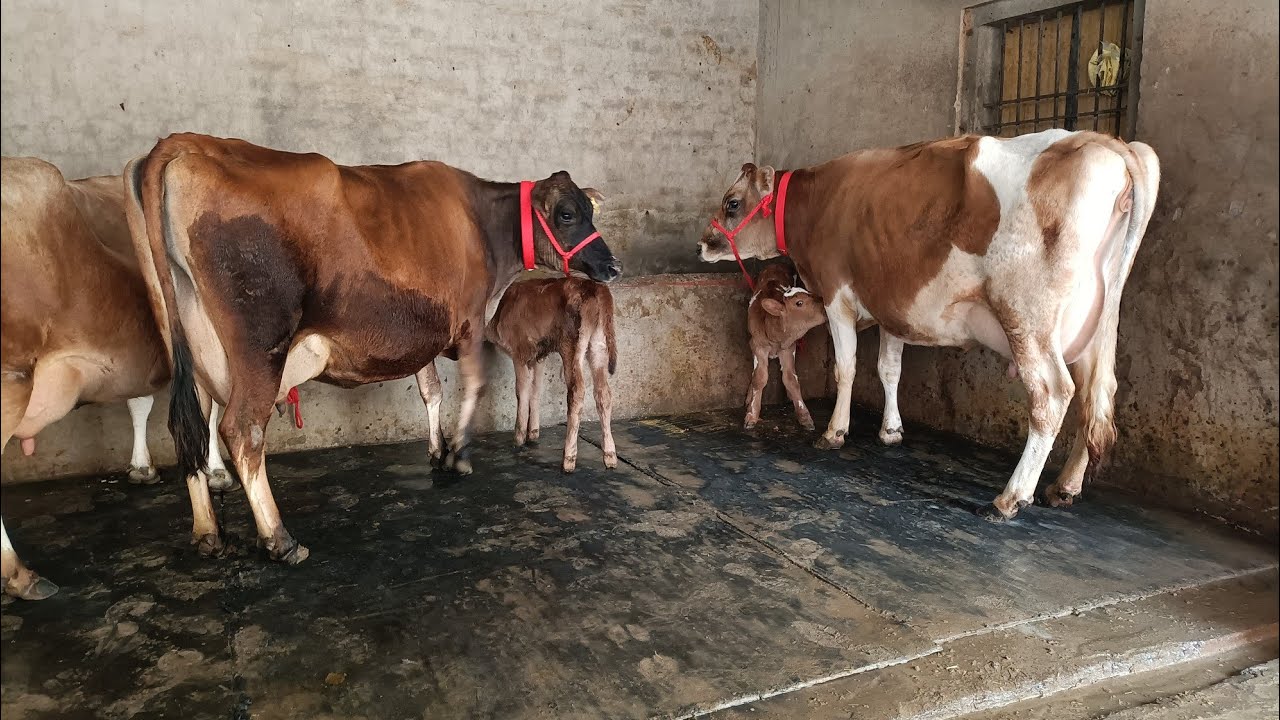 97796-05180, jeersy and hf cows sale village dhaula Barnala