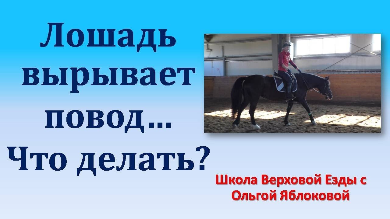 ЛОШАДЬ ВЫРЫВАЕТ ПОВОД... ЧТО ДЕЛАТЬ???