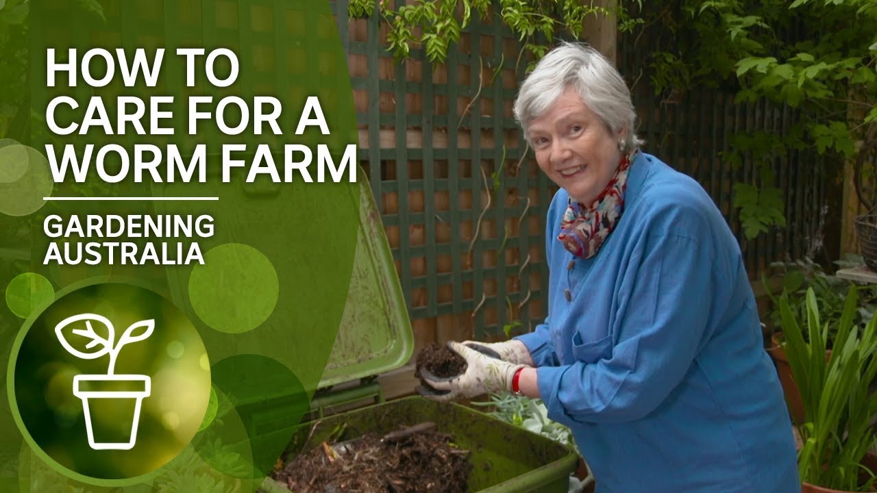 Simple tips in how to take care of your worm farm