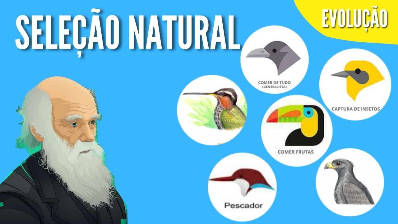 Introdu&ccedil;&atilde;o a Sele&ccedil;&atilde;o Natural | Anima&ccedil;&atilde;o