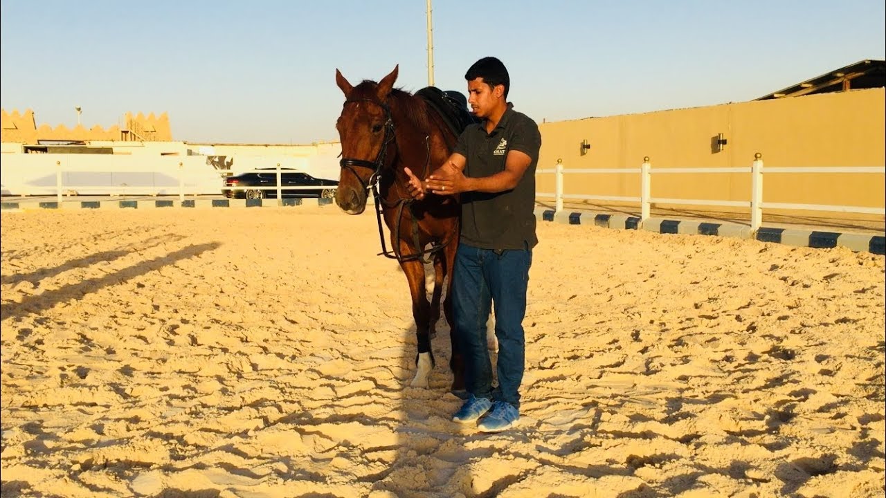 أسباب سحب الجواد للعنان او مد رقبته للأمام - من الأشياء اللي يستفز المتدربين المبتدئين