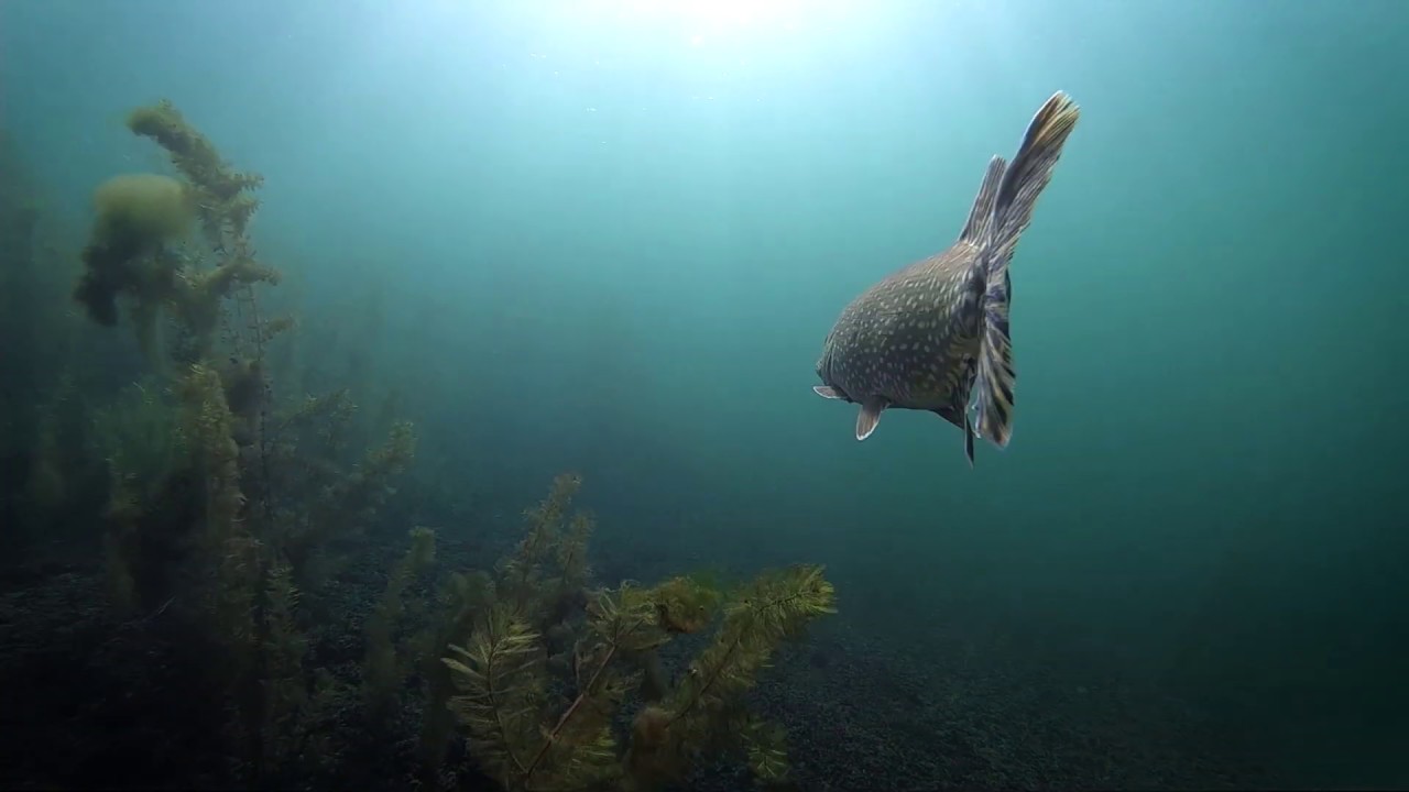 Wallonie Sauvage - Biodiversit&eacute;
