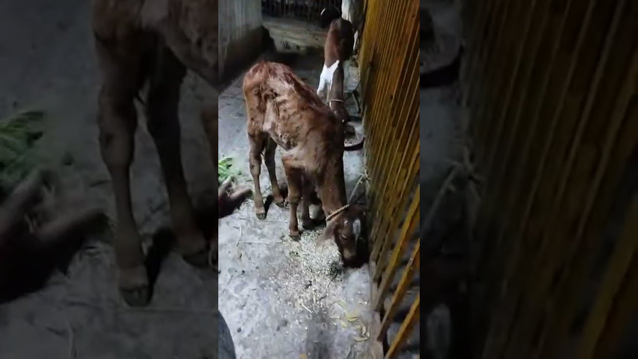 గోశాలలోని ఆవుల పవిత్రమైన జీవితం 🐄🌼ఈ Live లో మీరు ప్రశాంతంగా ఆవులను చూడవచ్చు, వాటి సహజమైన నడవడిక, 