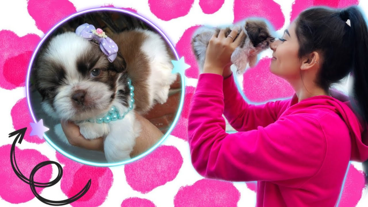 GANHEI UMA CACHORRINHA + COMPRINHAS PRA ELA!