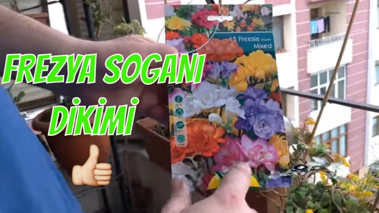 FREESİA SOĞANI DİKİYORUZ (FREZYA ÇİÇEĞİ) ** EVDE/BALKONDA ÇİÇEK BAKIMI**