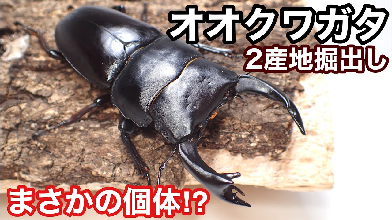 オオクワガタを掘り出したら珍しい形の個体が羽化していた...【クワガタ飼育】