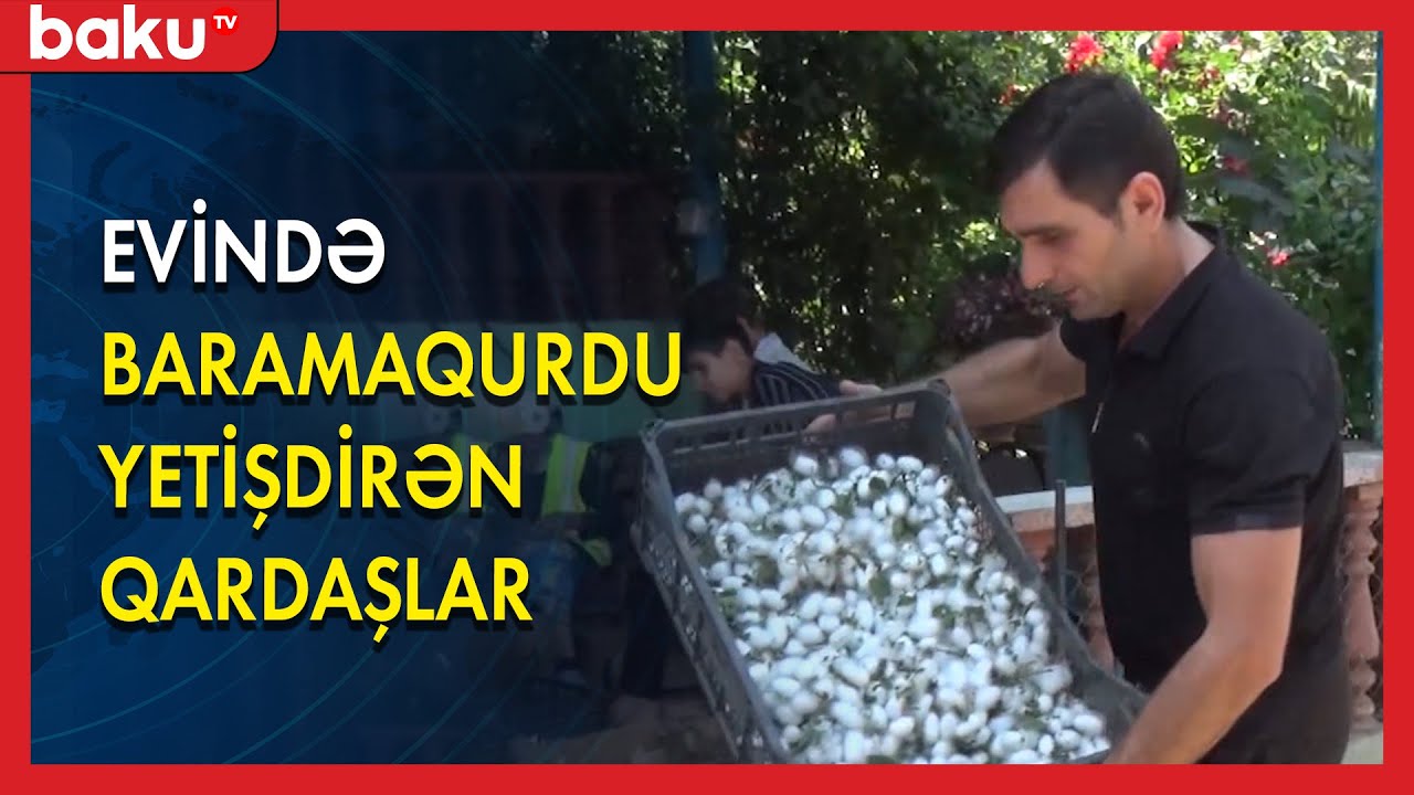 Evində baramaqurdu yetişdirən qardaşlar - BAKU TV