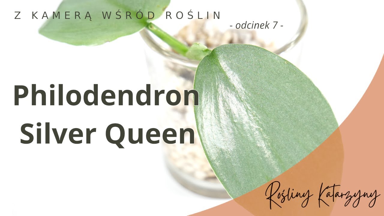 Philodendron Silver Queen (Filodendron) - 🪴 ZKWR 7