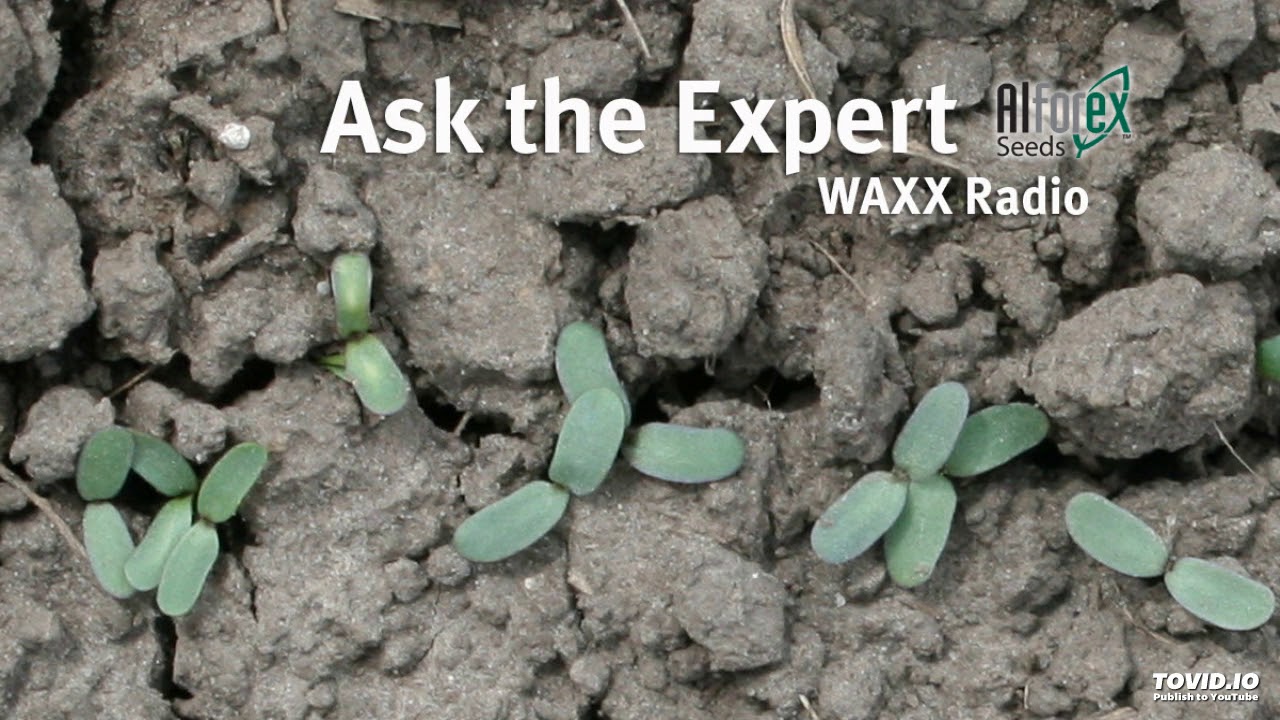 Ask The Alfalfa Expert - Spring Seeding Alfalfa, 1/16/19