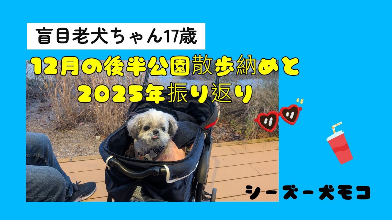 【シーズー犬モコ】盲目老犬ちゃん17歳　12月の後半公園散歩納めと2025年振り返り